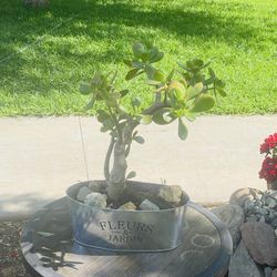 Plants