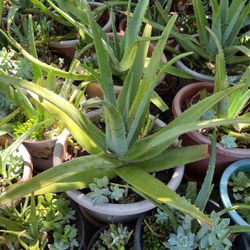 Aloe Vera Large