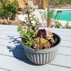 Succulent