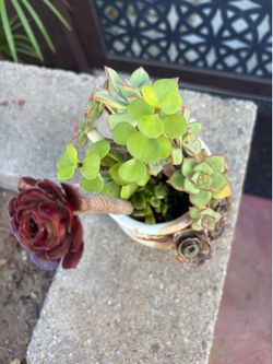 Succulent pots 5 different