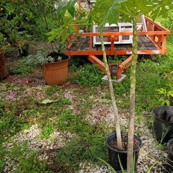 Papaya Plant 4' Tall Buy December Eat Friut