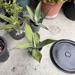 Agave 