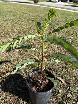 White Hummingbird (sesbania Grandiflora)flower Plant With Flower Buds (1-2 Ft Tall)