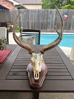 Whitetail Deer European Mount with Velvet Antlers – Rustic Hunting Lodge Decor
