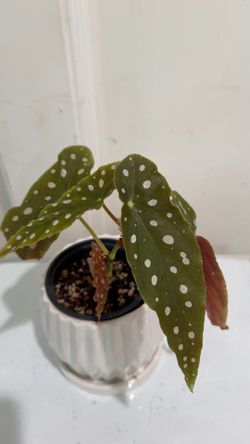 Begonia Makulata / Polka dots Begonia