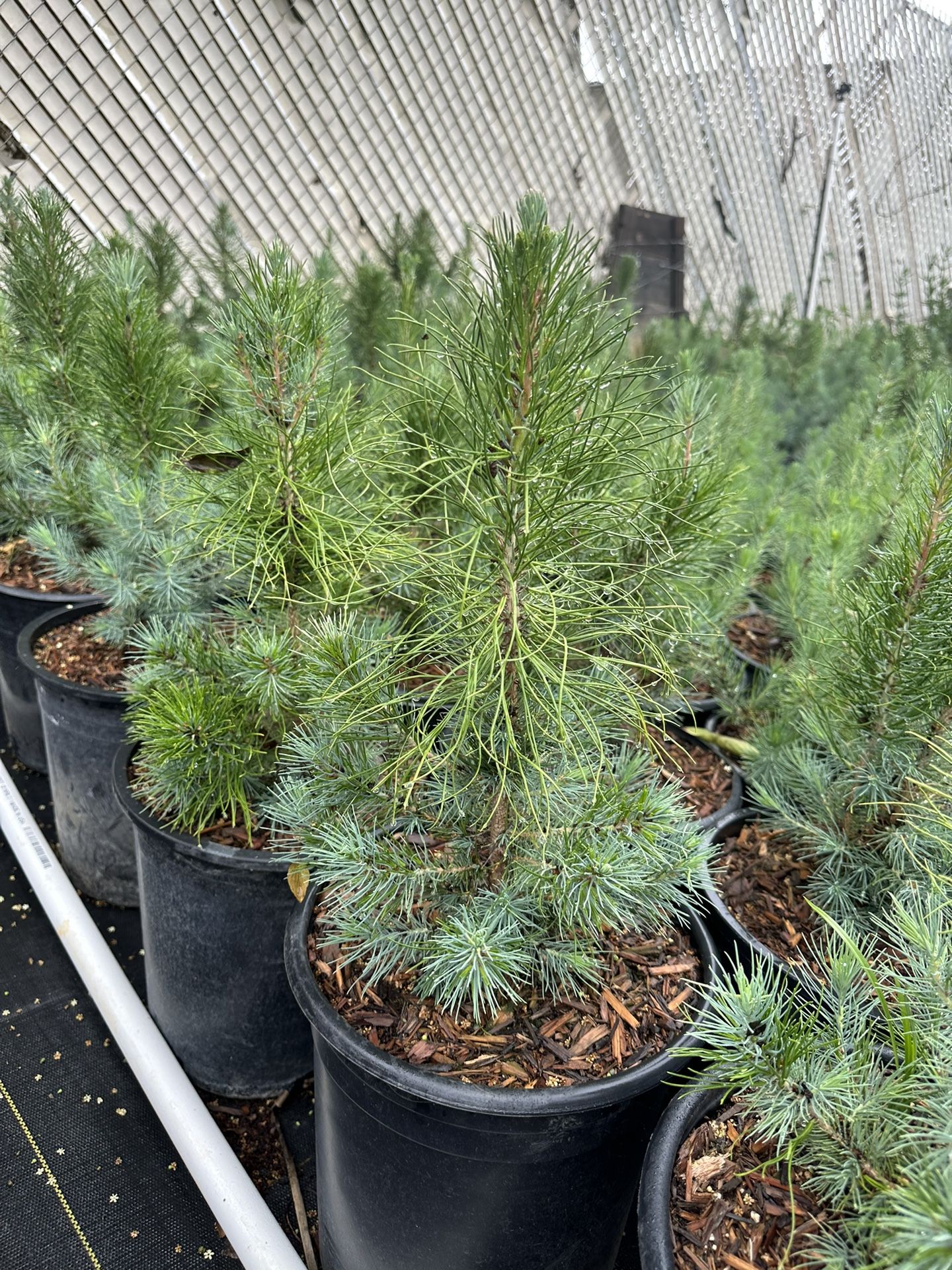 Afghan Pine (Pinus eldarica) 5gal