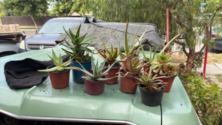 Aloes