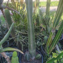 Mexican fence post cactus plant