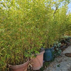 Bamboo In 15, and 20 Gallon Pots.
