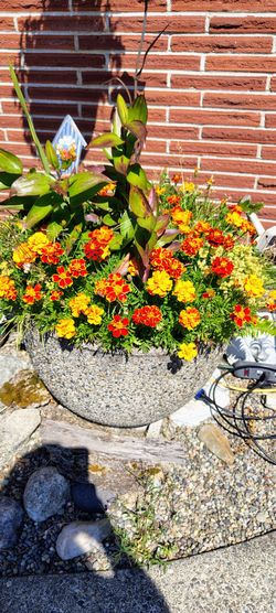 Large Decorative Concrete Planters – Fully Planted & Ready for Summer