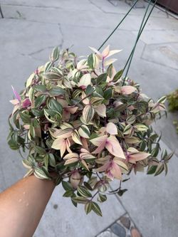 6” rainbow tradescantia first picture for reference