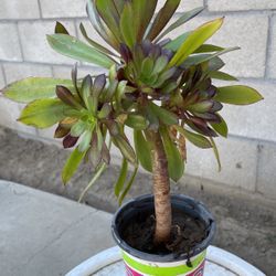 Plant Seculen 