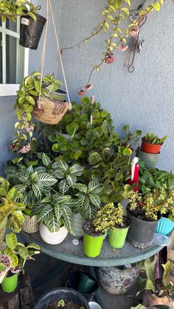 Plantas