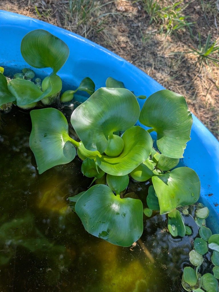 Large Water Hyacinth 