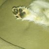 Colby