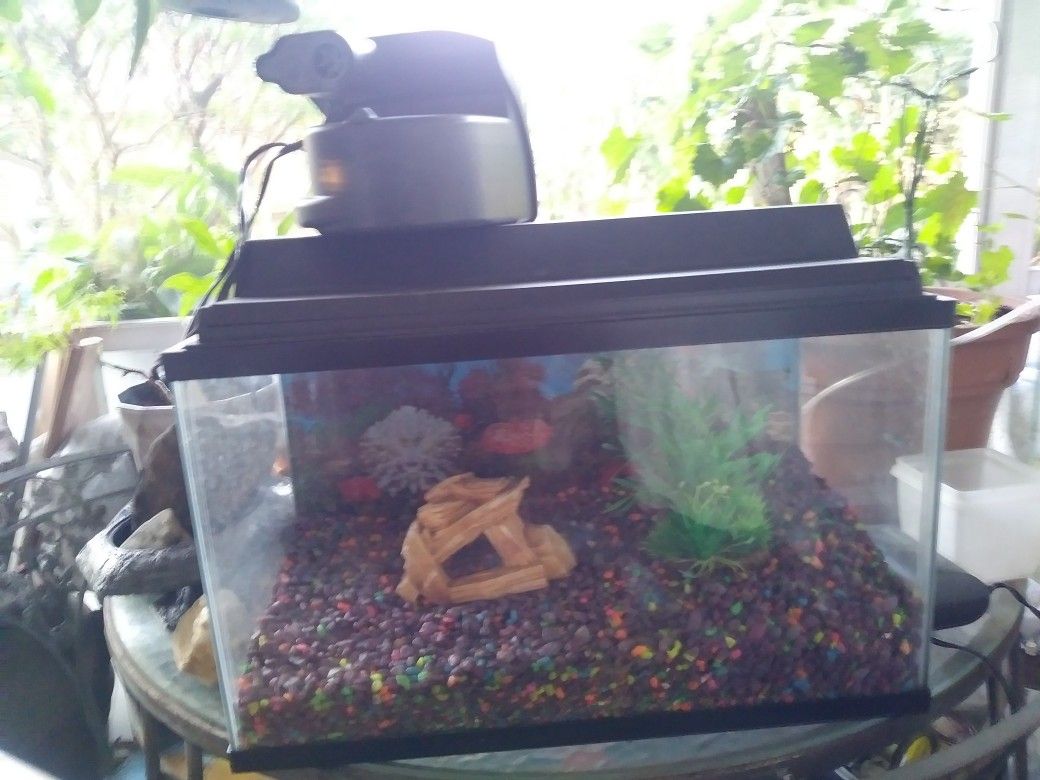 10 Gallon Aquarium