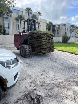 Palmetto sod