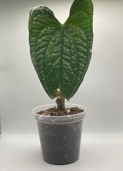 Anthurium Luxurians