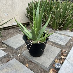Plants Aloe Vera