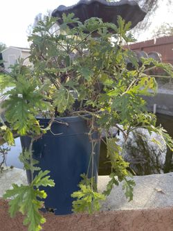 Mosquito Repellent 4 Plants