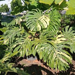 Big Mostera Tai Constellation 25 Gallons 