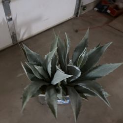 agave plants