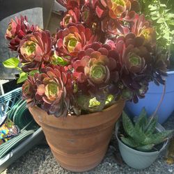 Aeonium Plant 