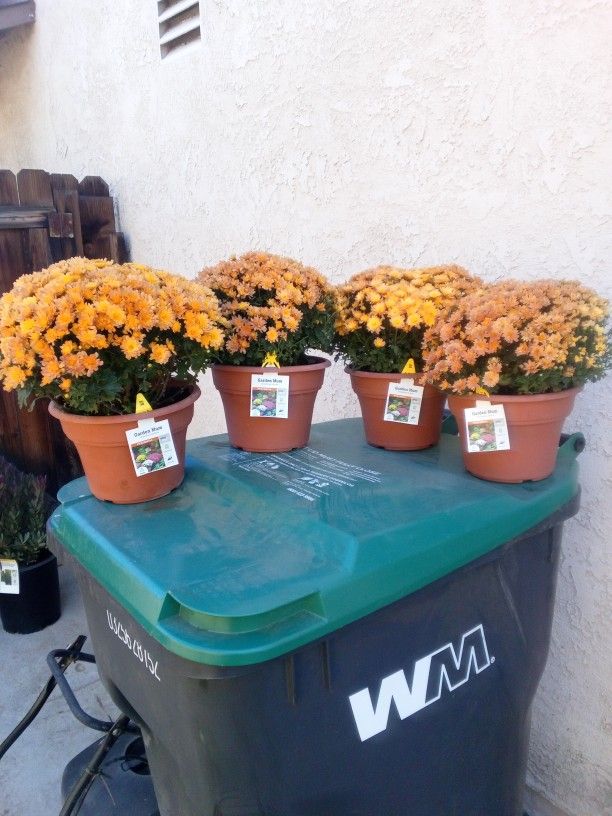 Plants $8 Each Or 4 For $30