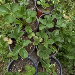 Strawberry Plant