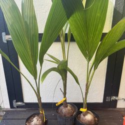 Dwarf Green Malayan Coconut Palm Tree ( Free Delivery)