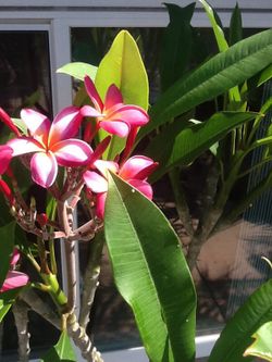 Plumeria