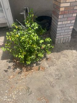 Free Plants