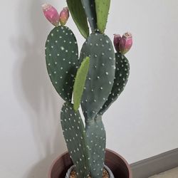 *** REDUCED *** 41" Faux Cactus in 21" Light Pink Resin Planter @ Lasting Creations