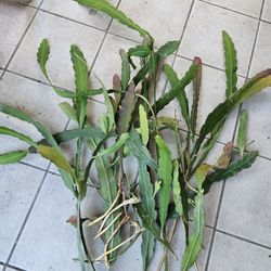 Epiphyllum hookeri cuttings