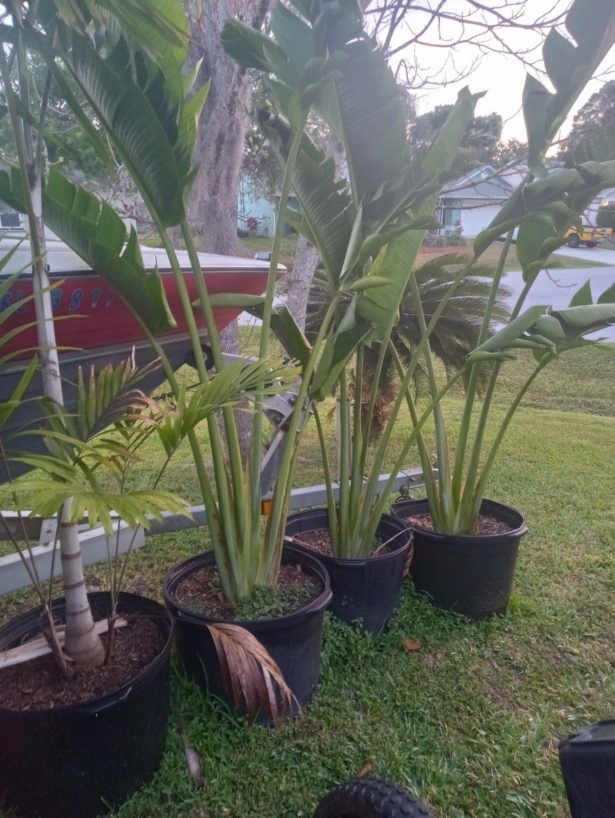 Palms And Trees For Sale 