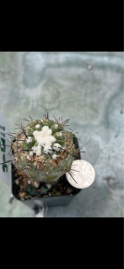 Copiapoa