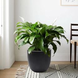 Medium (8-25-Quart) 13.7-in W x 12.2-in H Black Mixed/Composite Planter with Drainage Holes ,H034-B