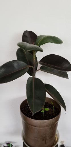 Ficus elastica (Rubber Plant