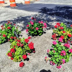 Large Hanging Baskets $13