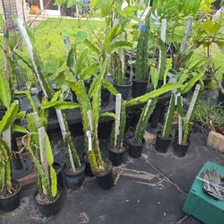 2, 3 Feet double Dragon cuttings $15$20