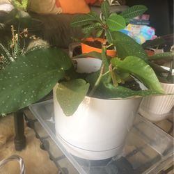 Begonia