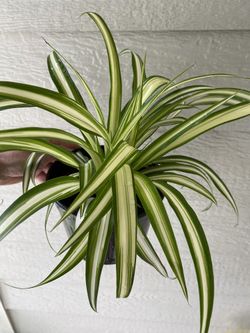 Spider Plant In 6” Pot