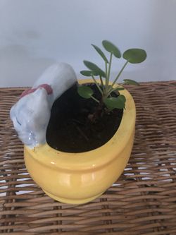 Pancake Plant In Ceramic Cat Pot  Live Plant   Thumbnail