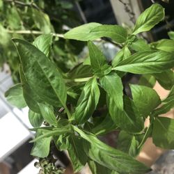 Fresh Basil With Root