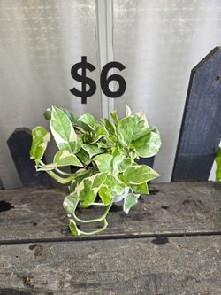 4" Njoy Pothos