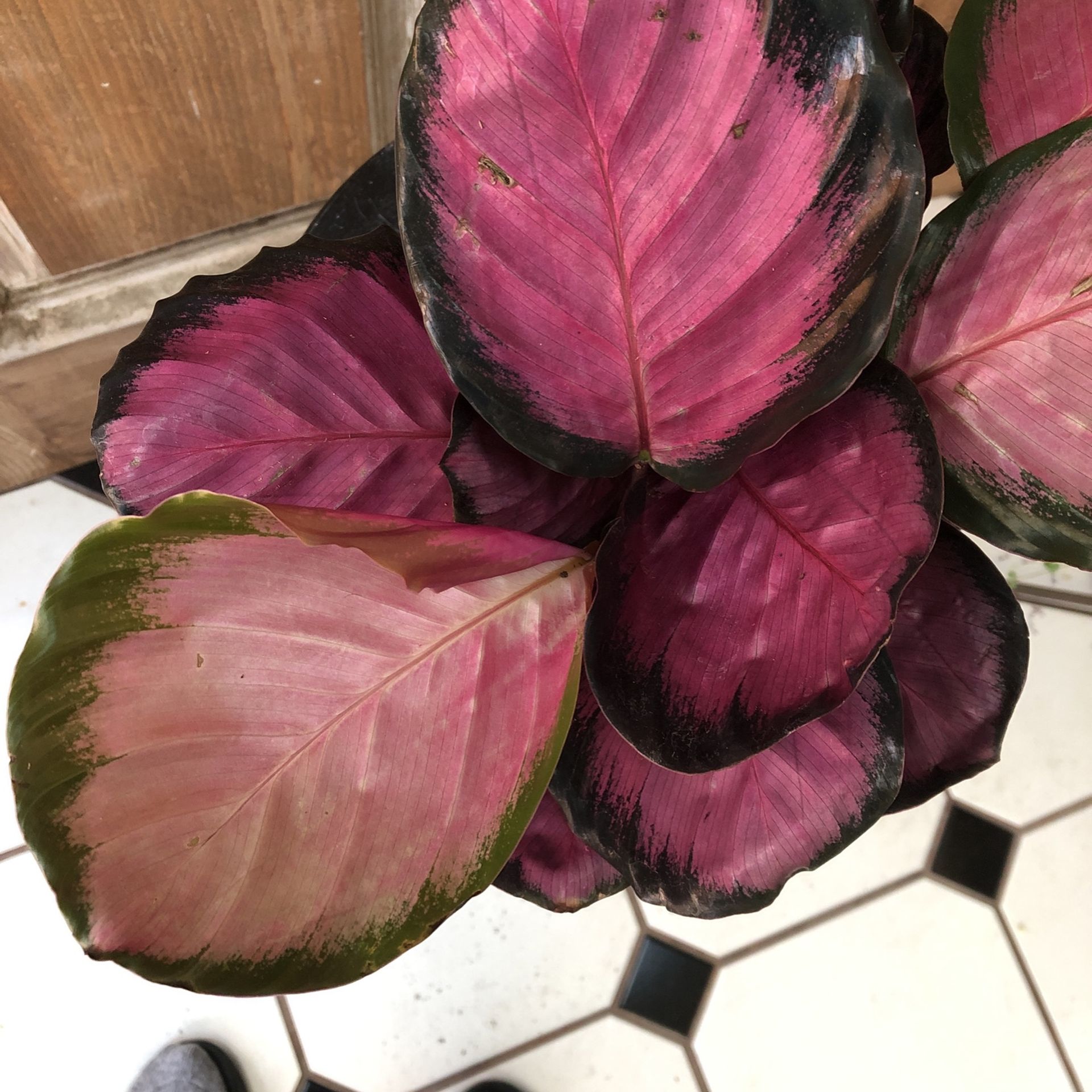 Calathea Roseopicta Rosy Plant