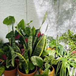 Plants For Sale 10 Each 
