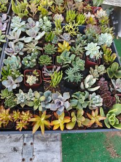 Succulents Different Varieties  in 2" Pots
