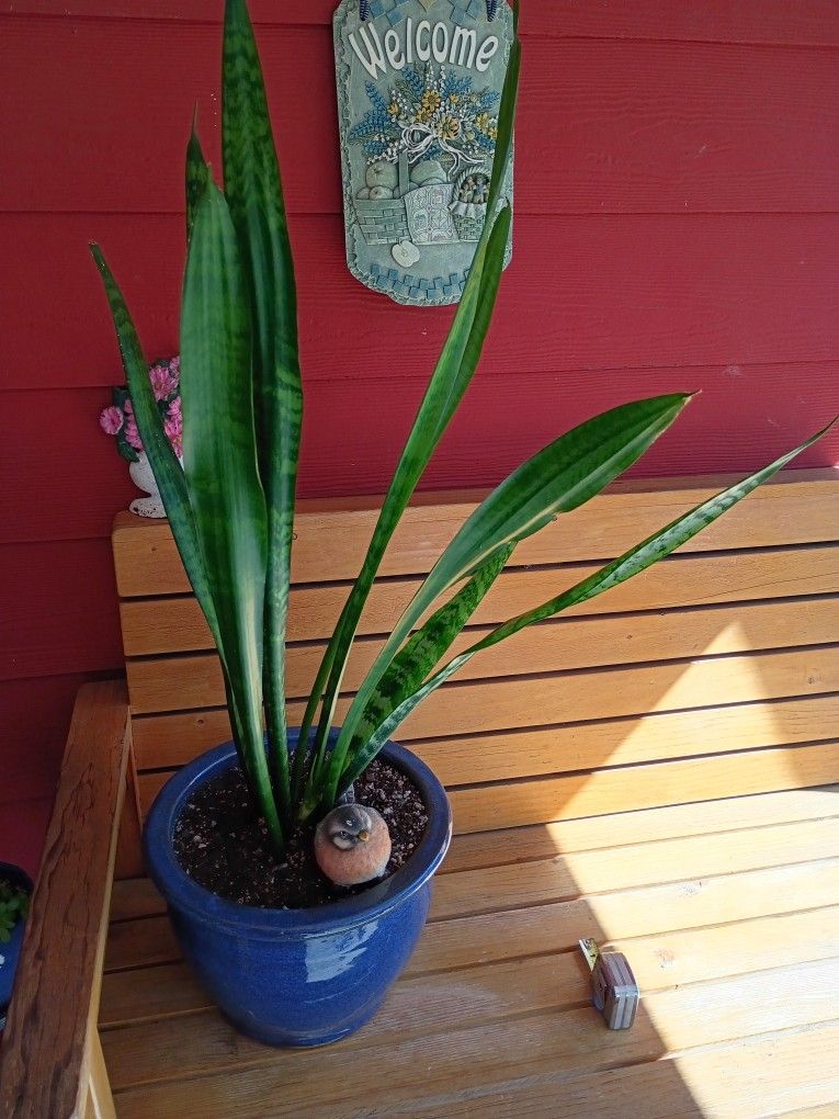 BEUTIFULL PLANT π POT CERAMIC