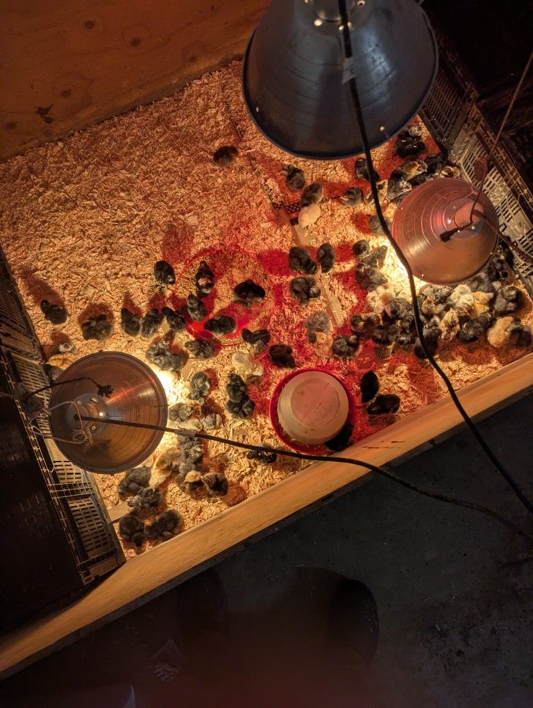 Chicks
